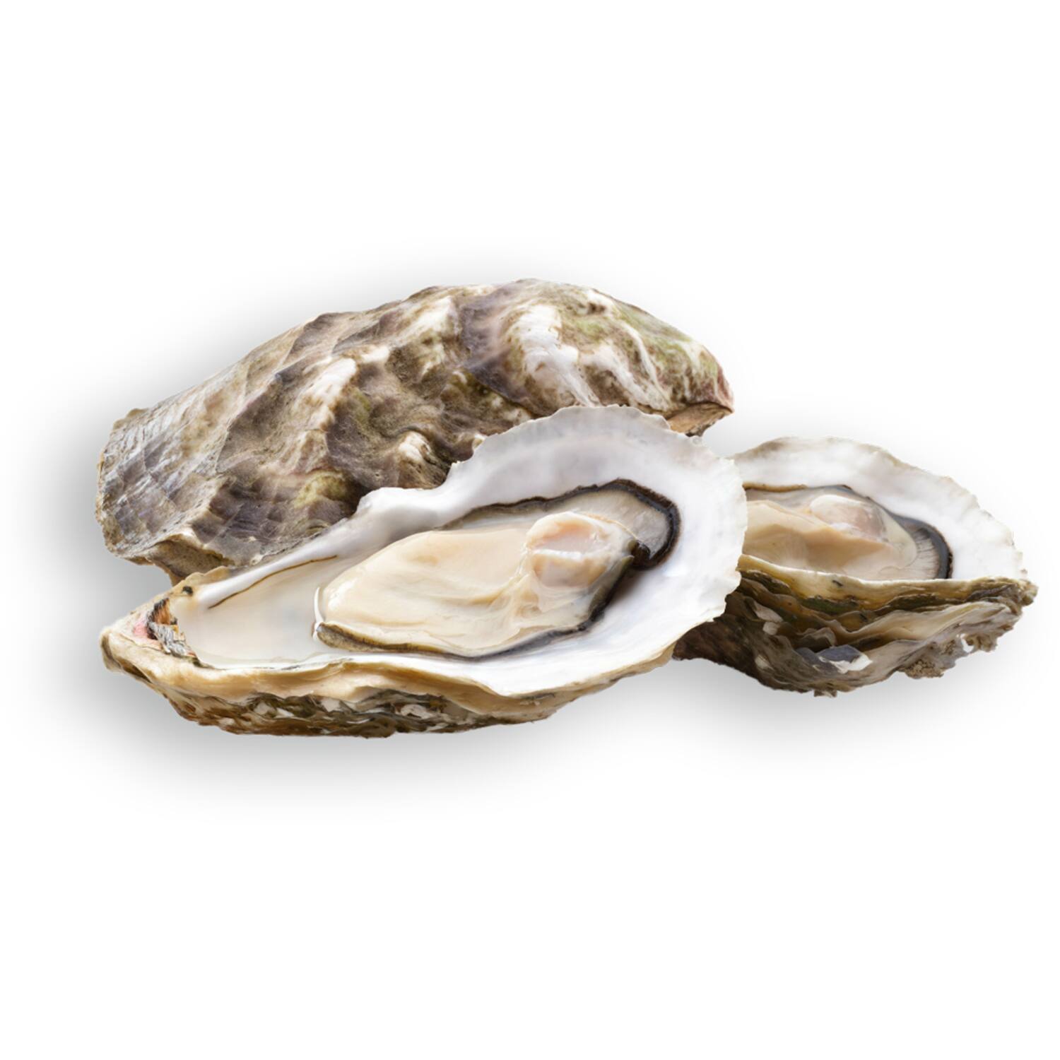Vette & Verhaart Zeeuwse platte oesters mandje 12 stuks 4/0