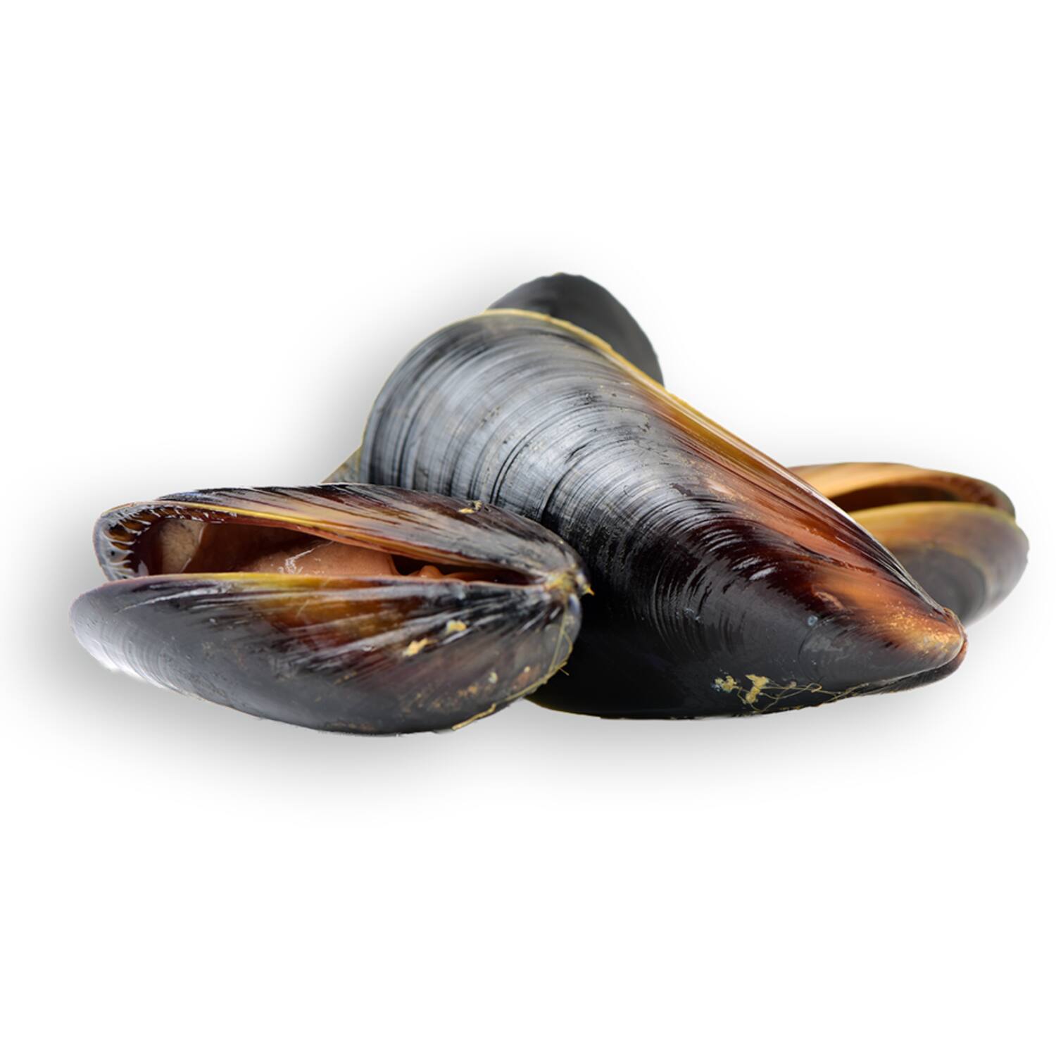 Vette & Verhaart verse Zeeuwse mosselen super 5kg