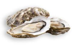 Vette & Verhaart Zeeuwse platte oesters mandje 12 stuks 4/0